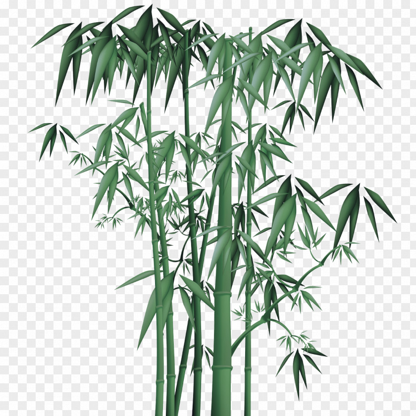 Plant Stem Bamboo Arecales Tree Flowerpot PNG