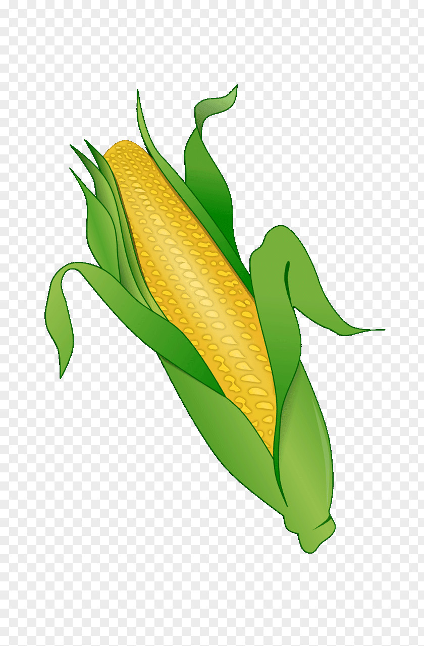 Vegetable Corn On The Cob Maize Sweet Clip Art PNG