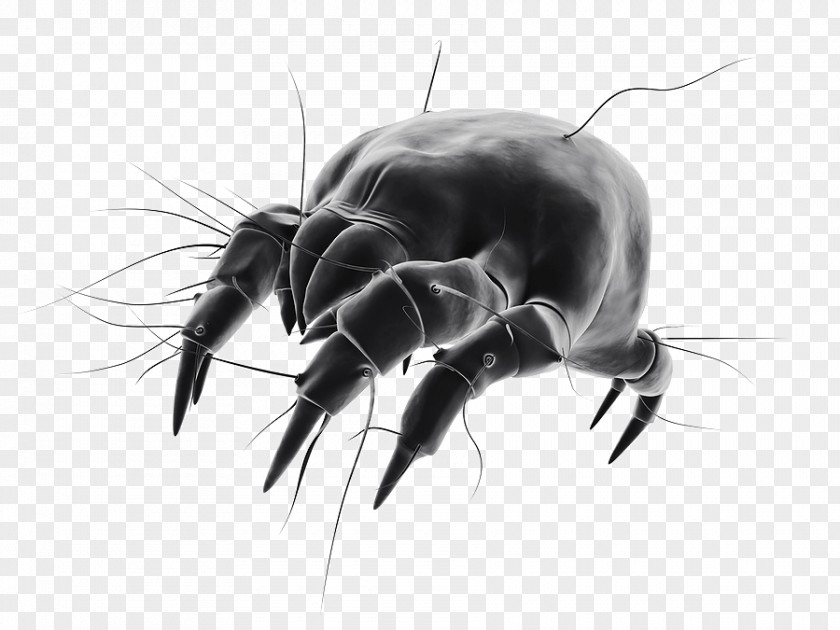 Allergy House Dust Mites Bed Bug PNG
