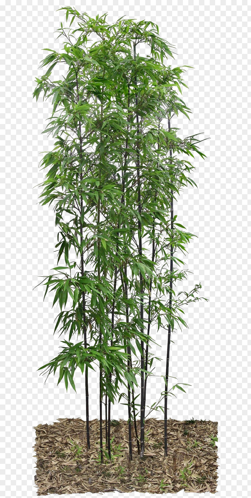 Bamboo Leaves PNG