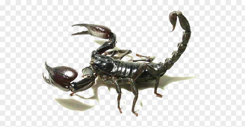 Black Scorpion Insect PNG