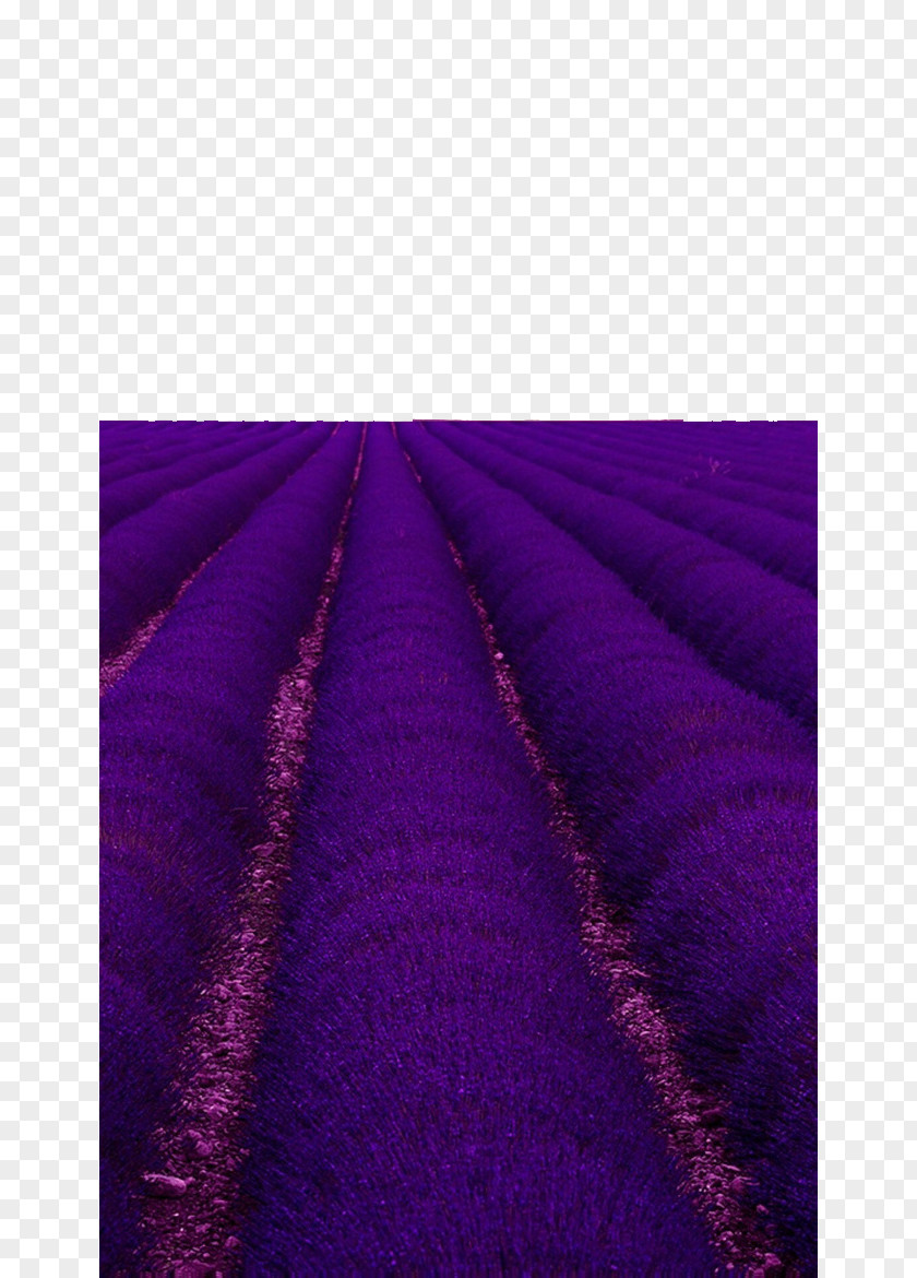 Dream Purple Lavender Angle Flooring PNG