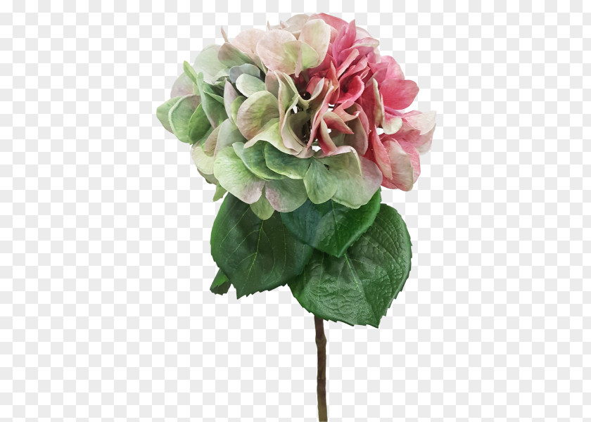 Flower Cabbage Rose Garden Roses Cut Flowers Hydrangea PNG