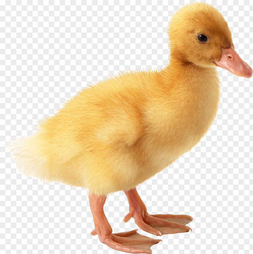 Little Yellow Duck Image Project American Pekin PNG