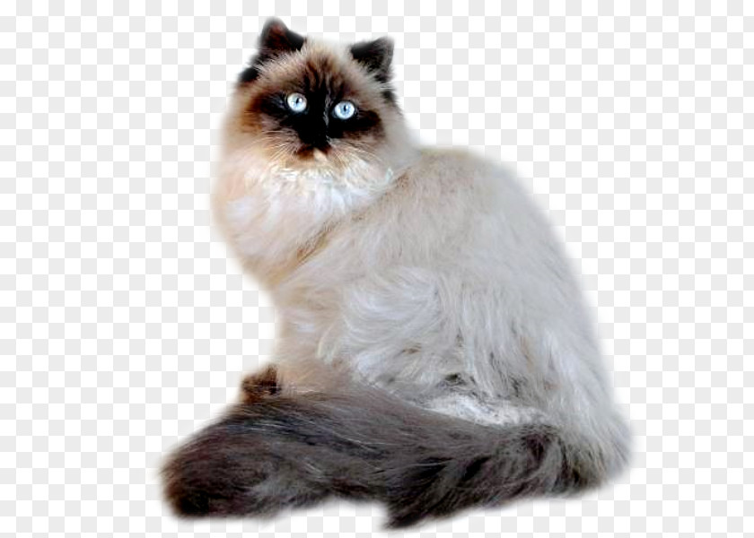 Nikita Asian Semi-longhair Persian Cat Himalayan Birman Ragamuffin PNG