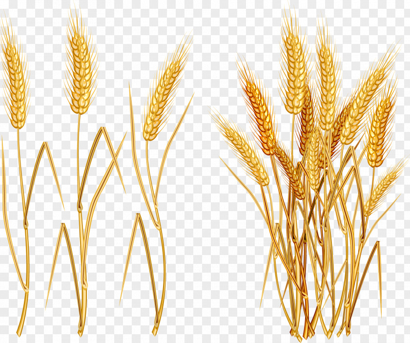 Wheat Common Ear PNG