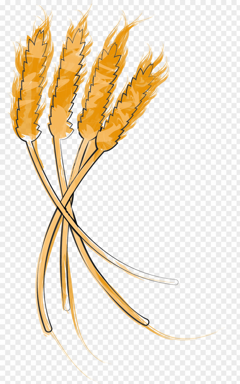 Wheat Germ Grasses Cereal Grain Plant Stem Food PNG