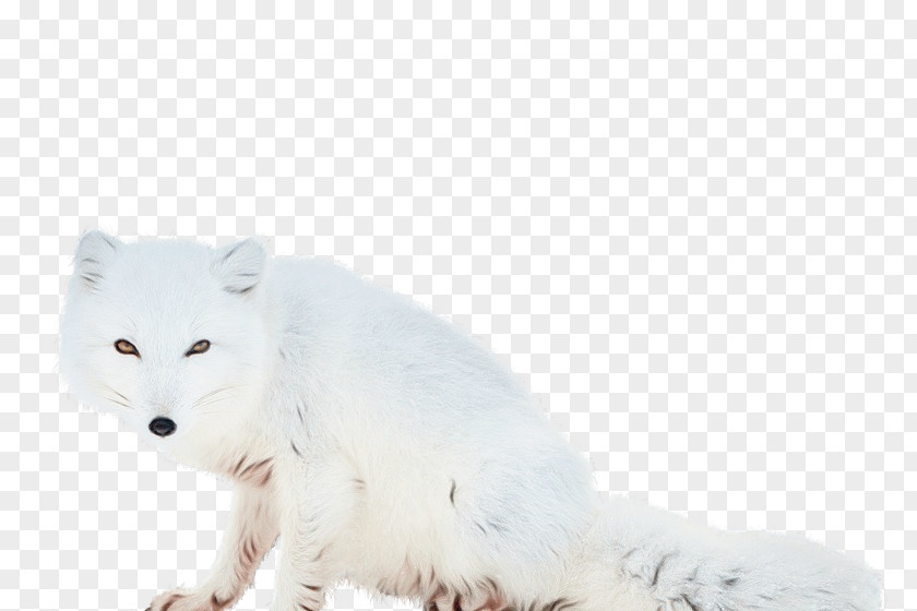 Fur Animal Figure Arctic Fox White Wildlife PNG