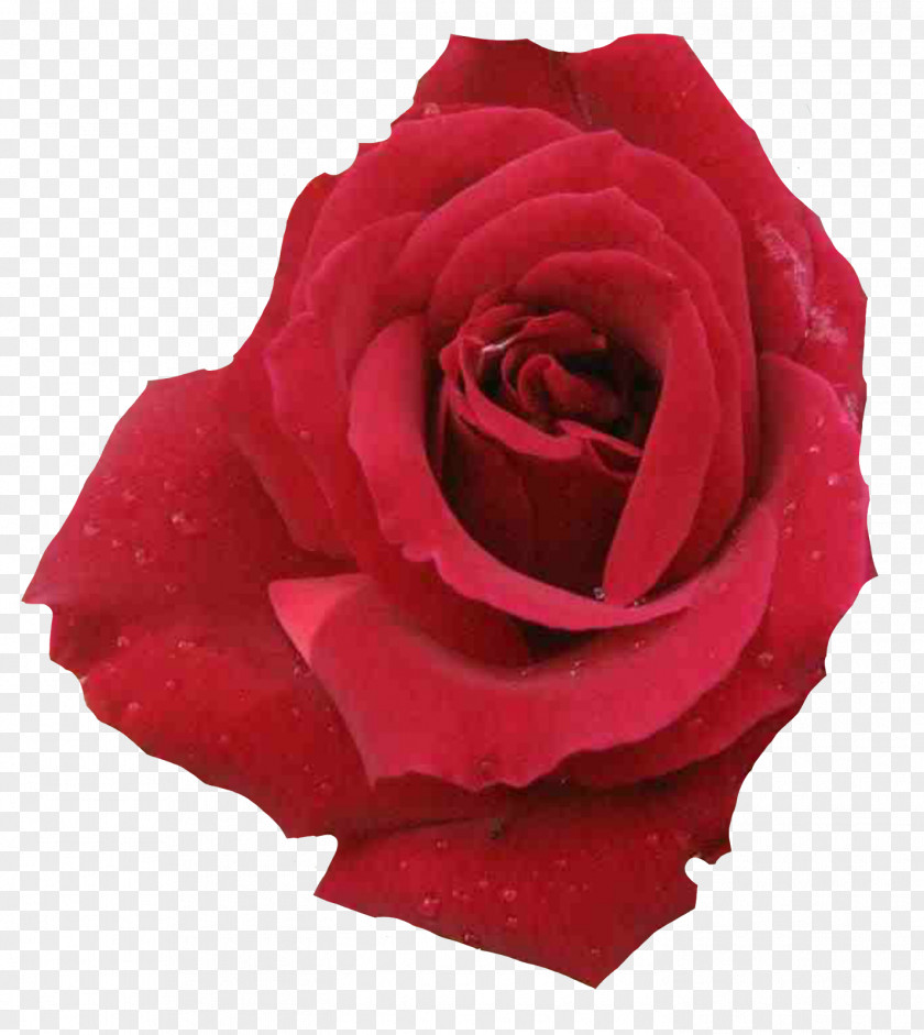 Garden Roses Centifolia Floribunda Rosa 'Albertine' PNG