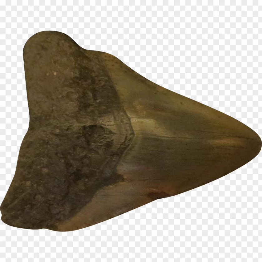 Shark ARK: Survival Evolved Tooth Megalodon Calvert Cliffs State Park PNG