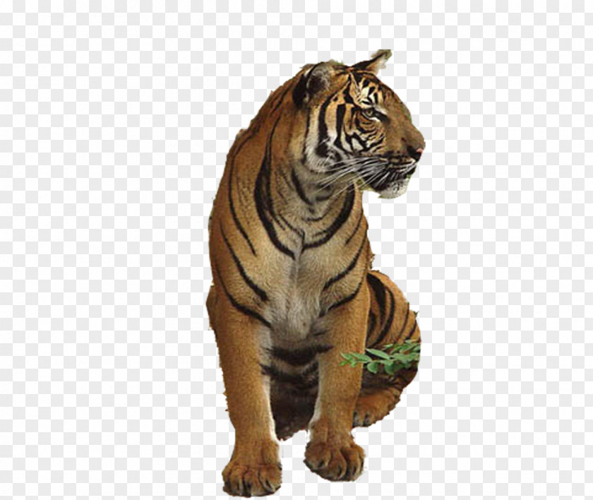 Tiger Lion U72eeu5b50u4e0eu8001u864e PNG