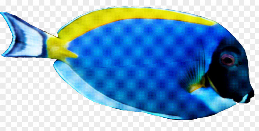 Blue Fish Pomacanthidae Yellow PNG