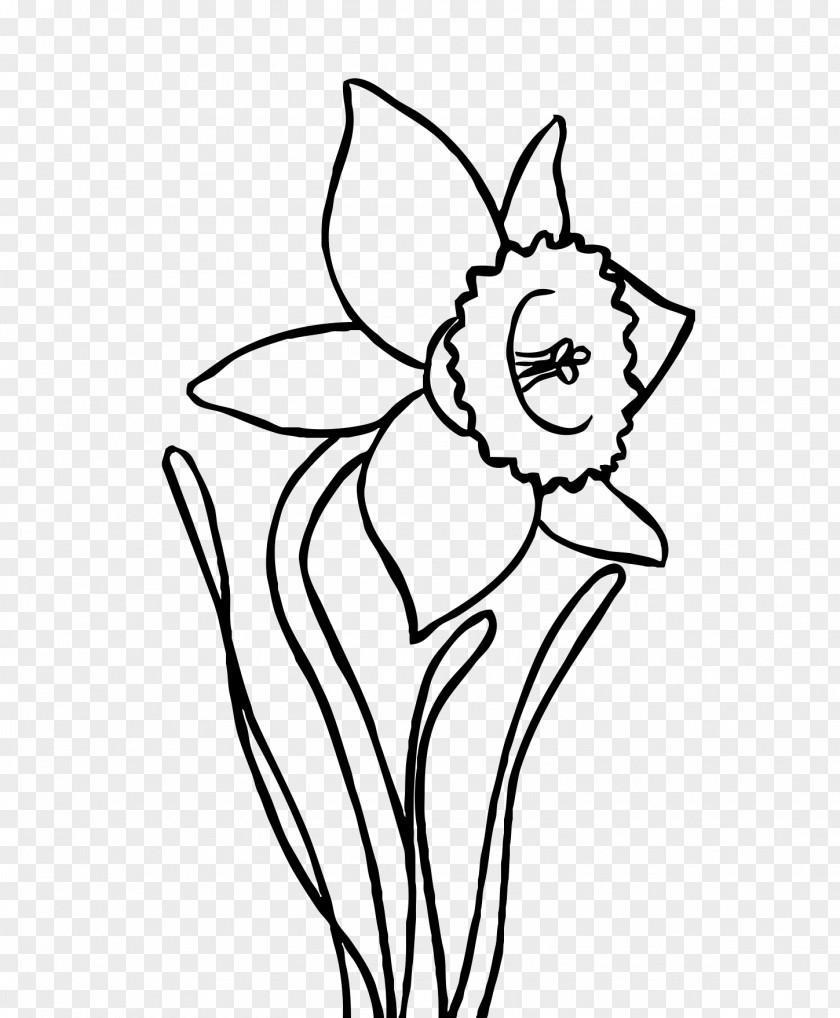 Camomile Coloring Book Drawing Narcissus Papyraceus Clip Art PNG