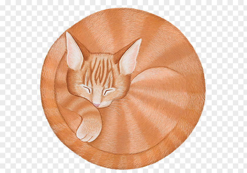 Cat Whiskers Tabby Tail PNG