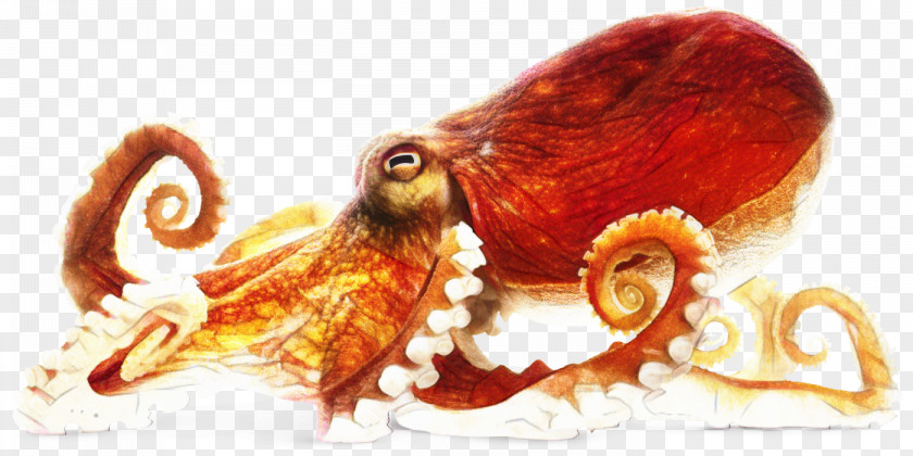 Giant Pacific Octopus Cartoon PNG