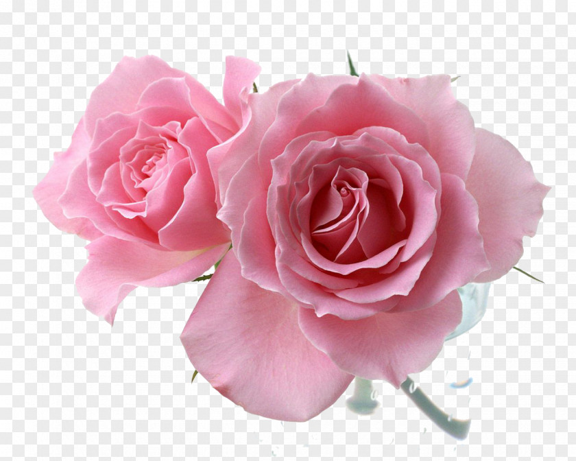 Blooming Flowers Pink Drawing Flower Rosa 'Eden' PNG