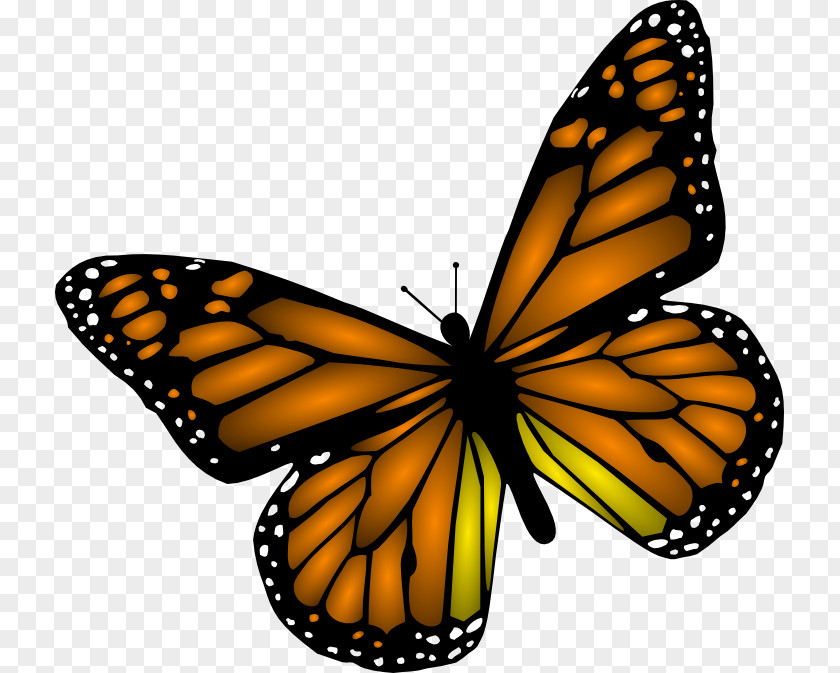 Buterfly Pictures Monarch Butterfly Clip Art PNG