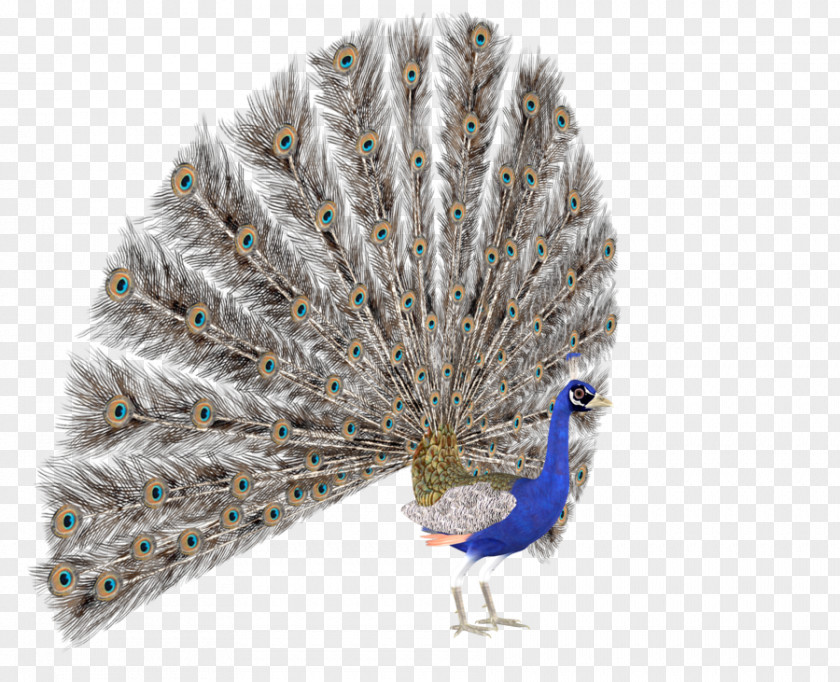 Creative Peacock DeviantArt Photography Illustration PNG