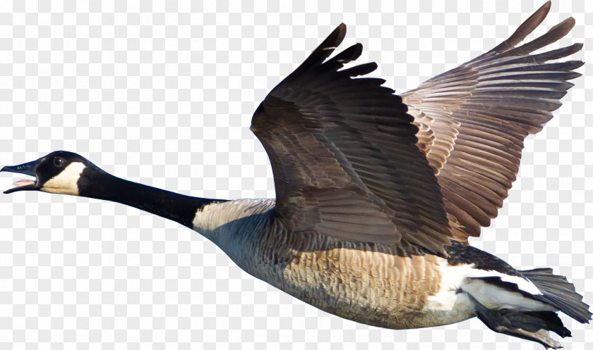 Goose Bird Canada Duck Cygnini PNG