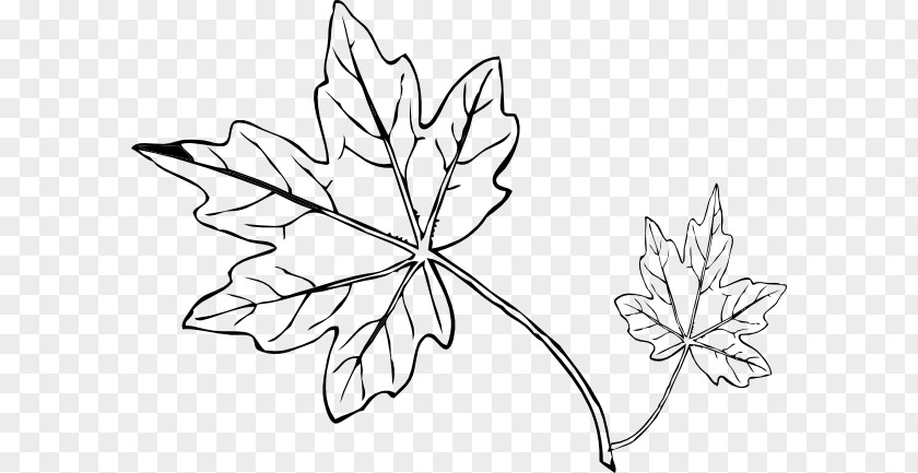 Leaf Draw Maple Drawing Line Art Clip PNG