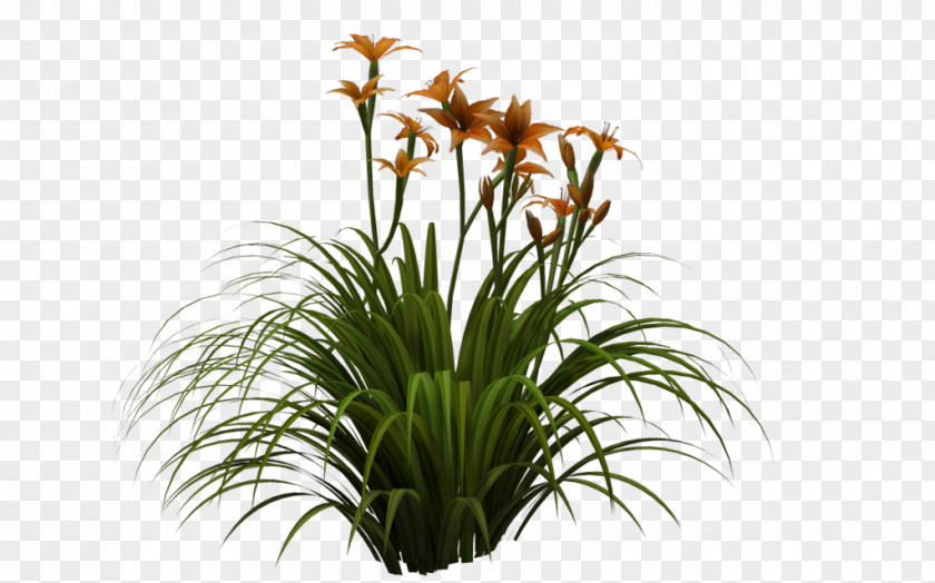 Lily Flower Garden Anemophily Glume PNG