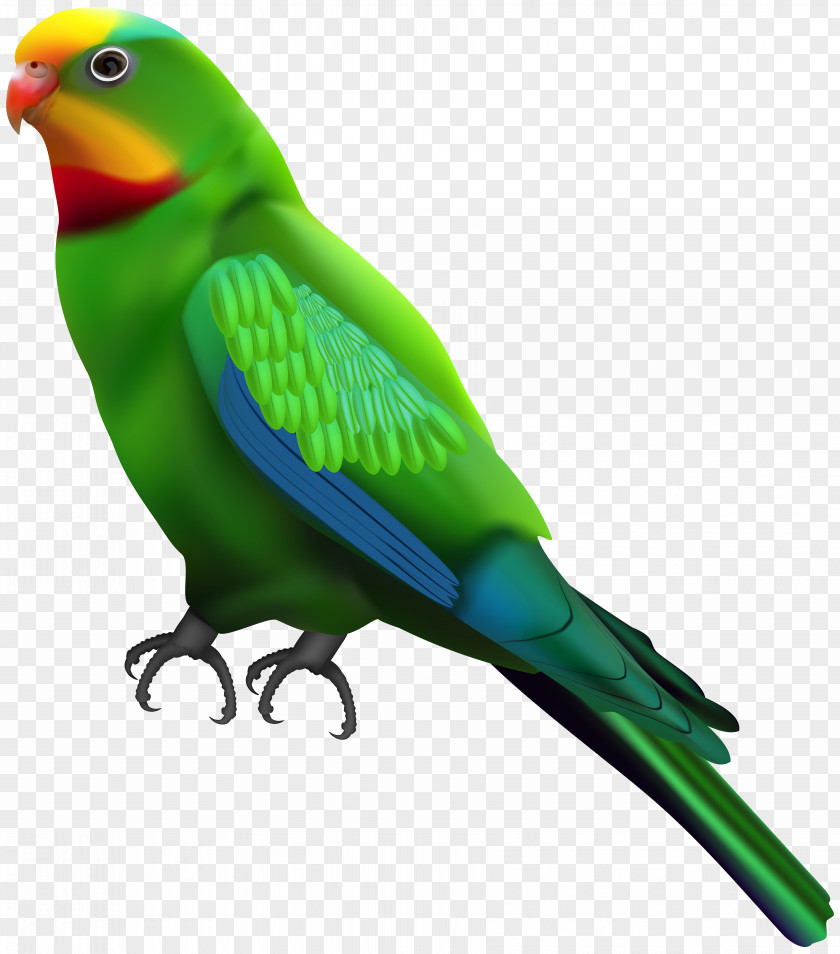 Parrot Clipart Lovebird Budgerigar Clip Art PNG