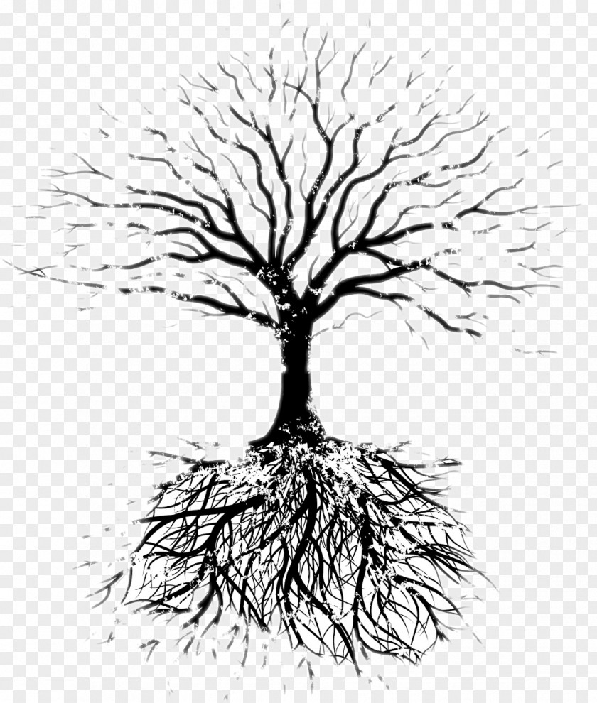 Tree Vector Oak Root Branch PNG