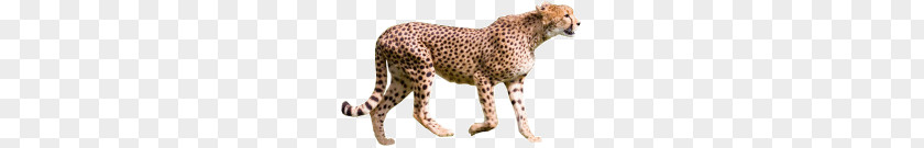 Cheetah PNG clipart PNG
