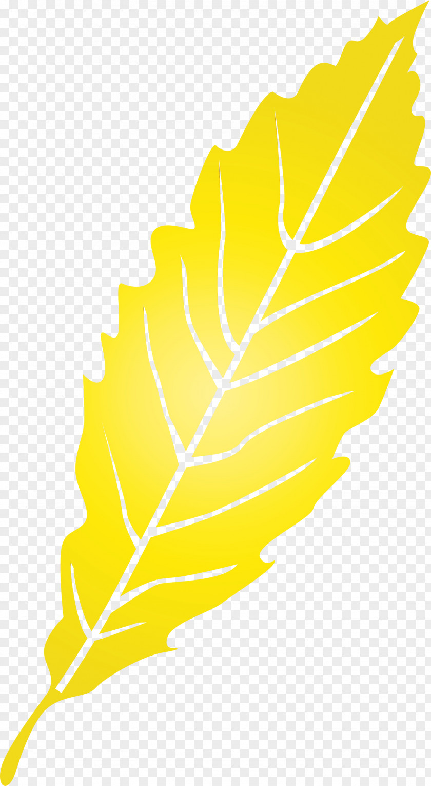 Feather PNG