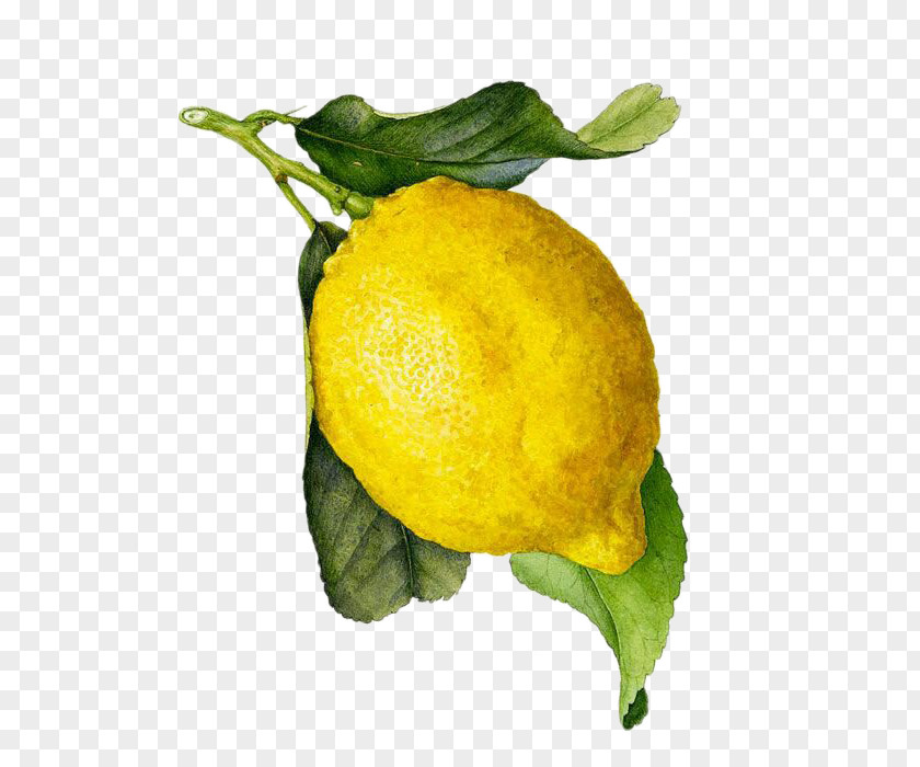 Lemon Juice Limoncello Watercolor Painting Botanical Illustration PNG