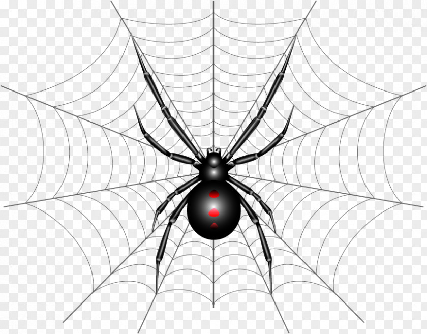 Spider Drawing Webb Web Southern Black Widow Illustration PNG