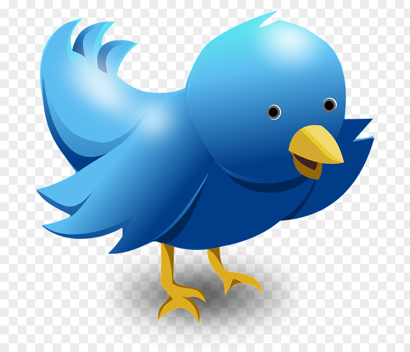 Twitter Logo Bird Cuteness Illustration PNG