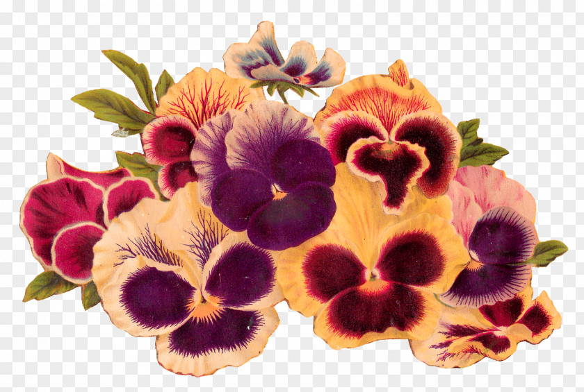 Burgundy Flowers Flower Pansy Royalty-free Clip Art PNG