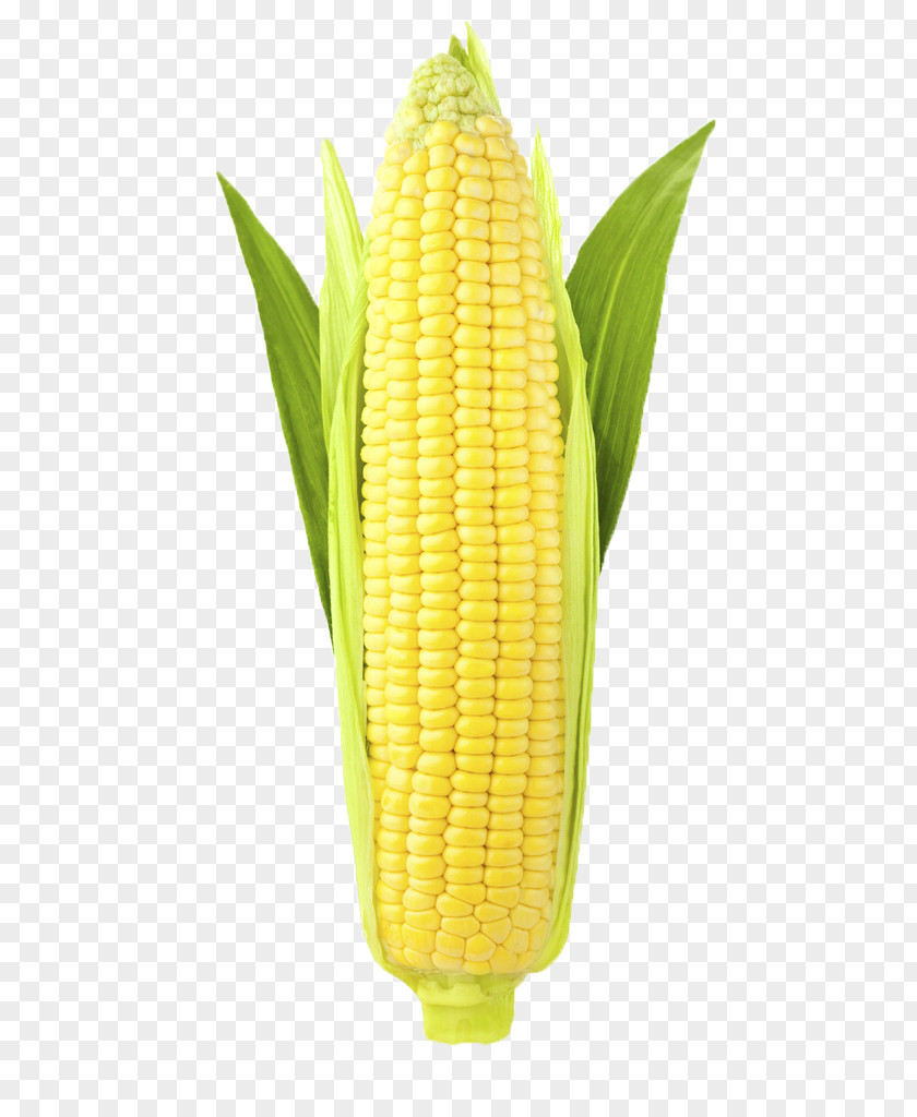 Corn On The Cob Ear Corncob Stock Photography Sweet PNG