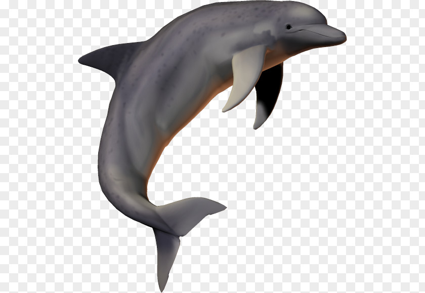 Dolphin Download Clip Art PNG