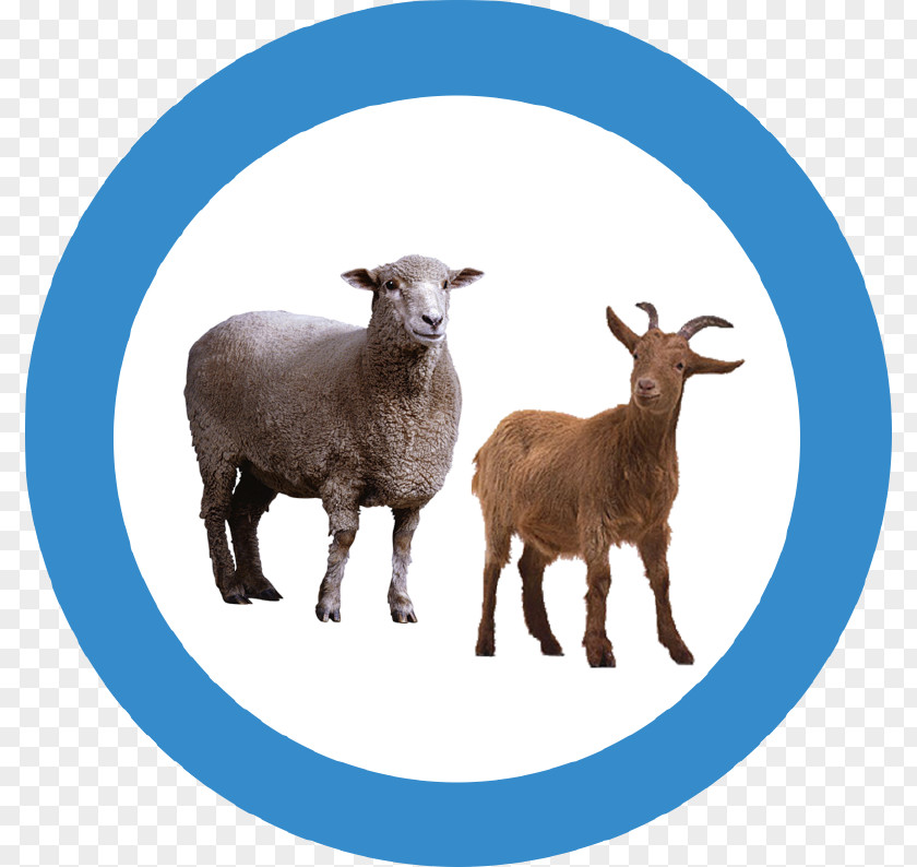 Goat Sheep Transparency Clip Art PNG