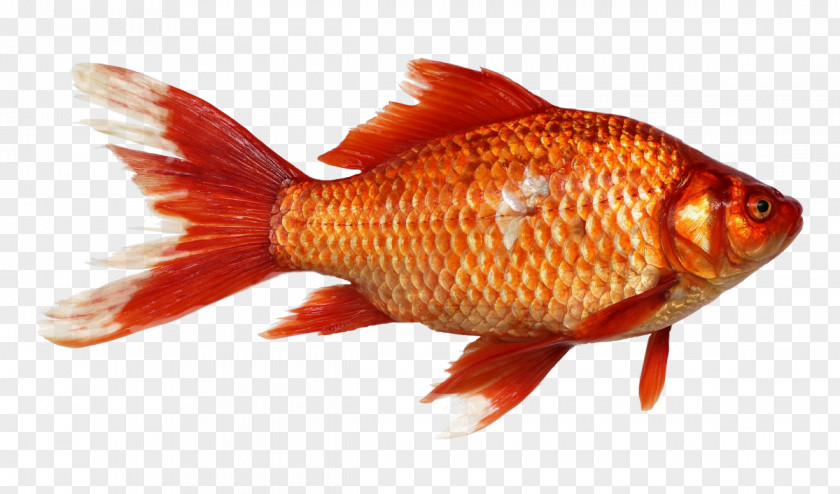 Goldfish Carp Clip Art PNG