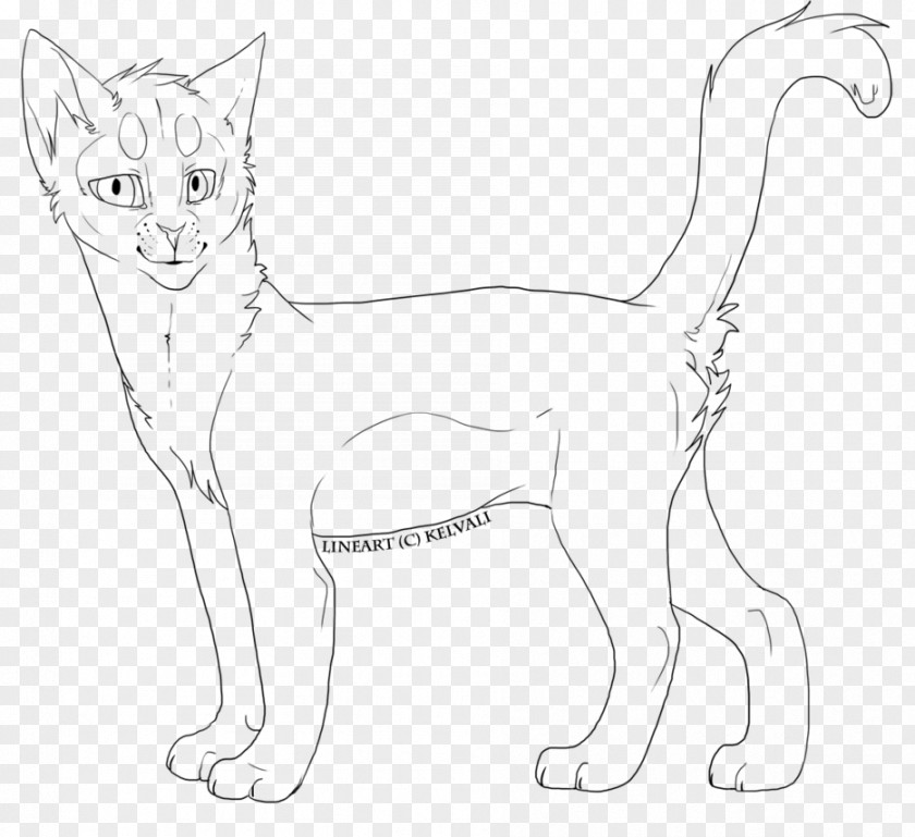 Lineart Cat Line Art Drawing PNG