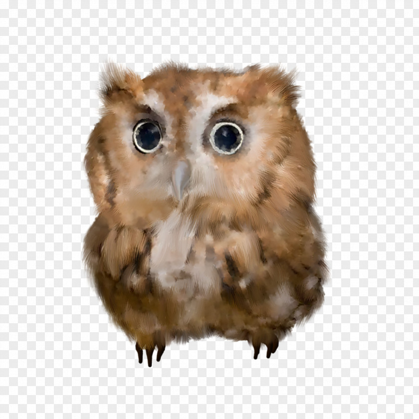 Owl Bird Clip Art PNG