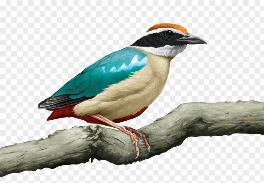 Painted Fairy Pitta Bird Hyperrealism Drawing PNG