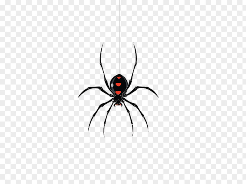 Spider Creative Jacksonville Widow Spiders PNG