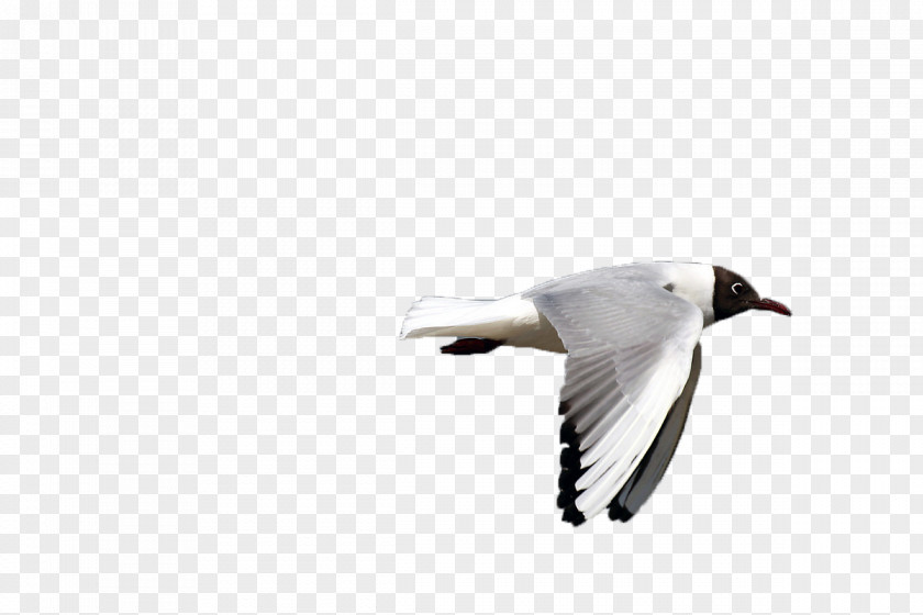 White Gull Gulls Bird Goose Flight PNG