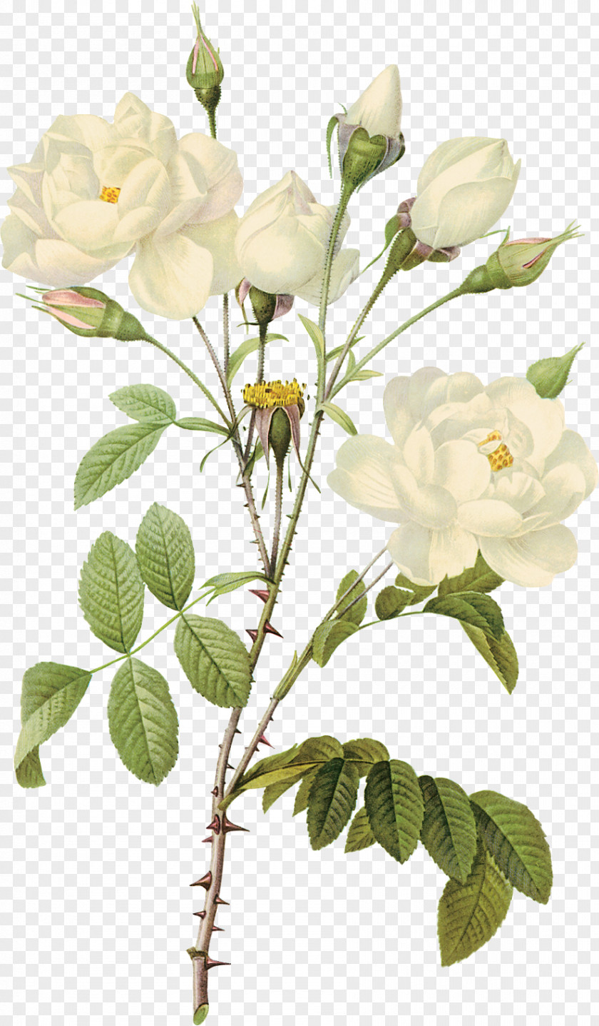 White Rose British Ferns Botanical Illustration Botany Printmaking Printing PNG