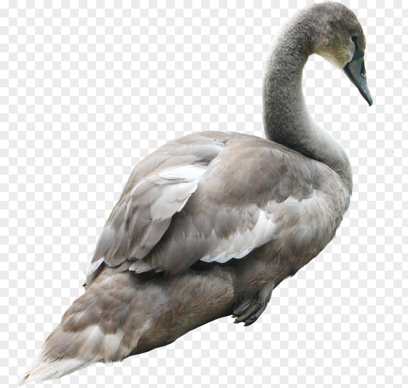 Real Grey Goose Swan PhotoScape PNG