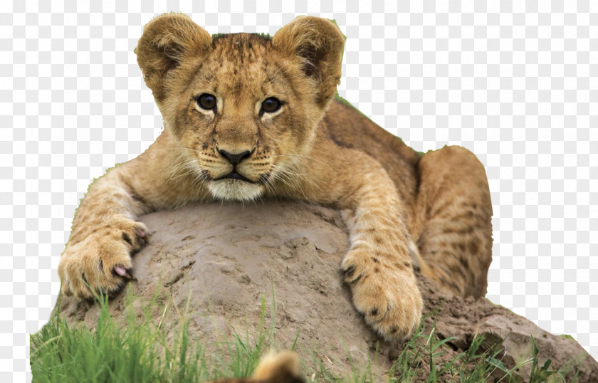 Safari Desktop Wallpaper Cheetah Lion Animal High-definition Video PNG