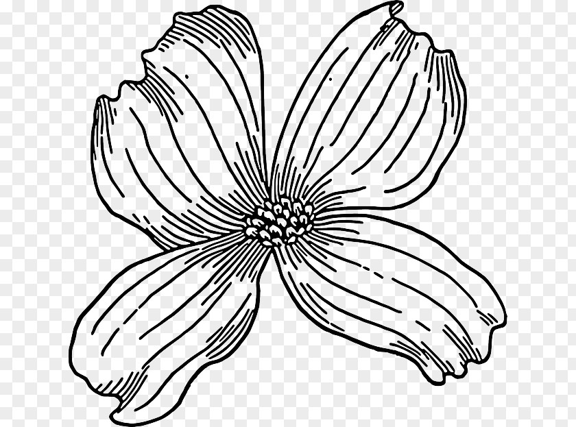 Sketch Flower Flowering Dogwood Drawing Clip Art PNG