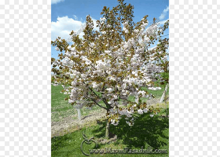Cherry East Asian Blossom Tree Shadbush PNG