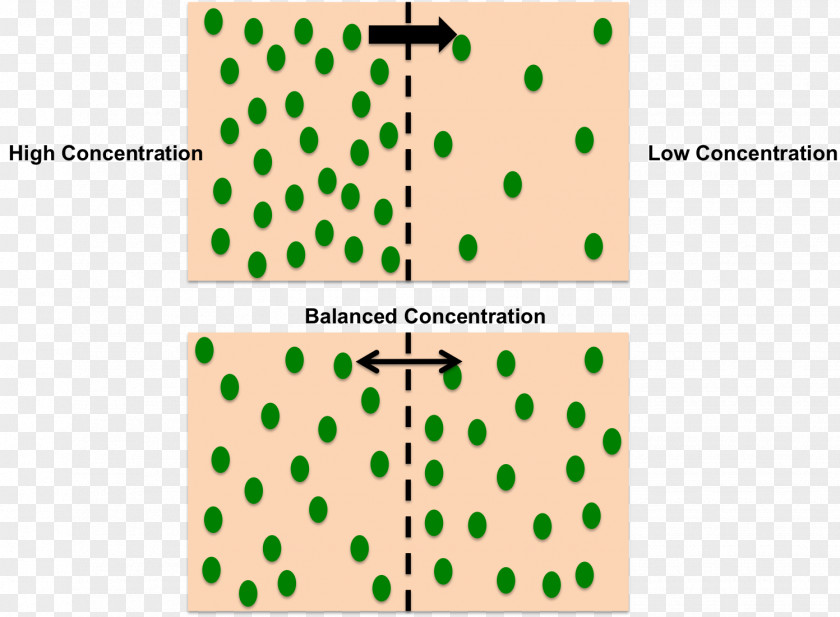 Diffusion Facilitated Concentration Semipermeable Membrane Osmosis PNG