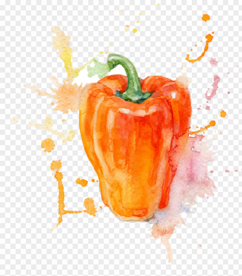 Drawing Large Pepper Watercolor Painting Vegetable Illustration PNG