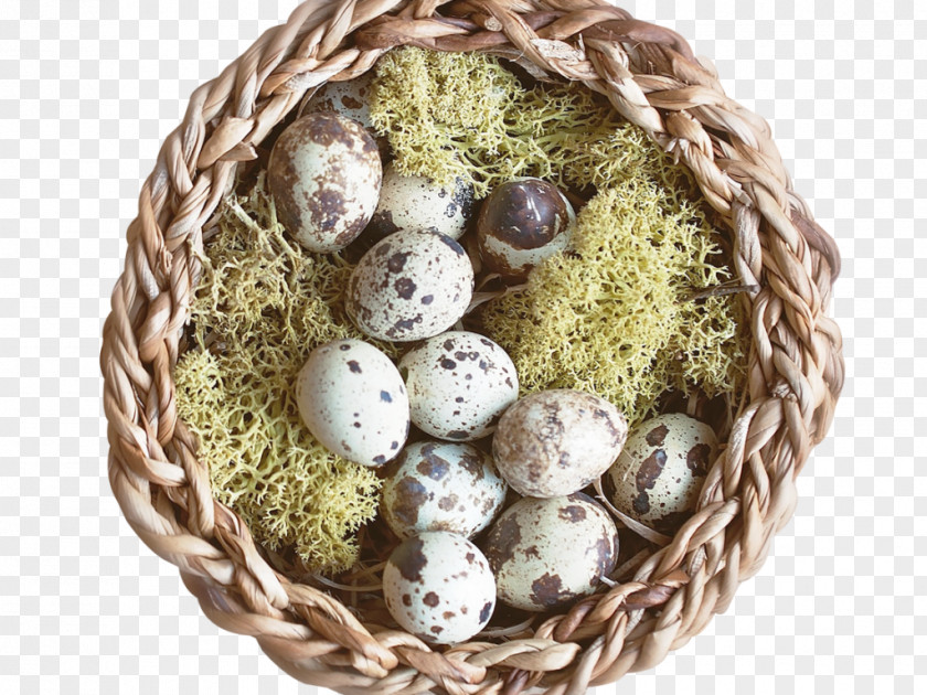Egg Quail Eggs Image Vector Graphics PNG